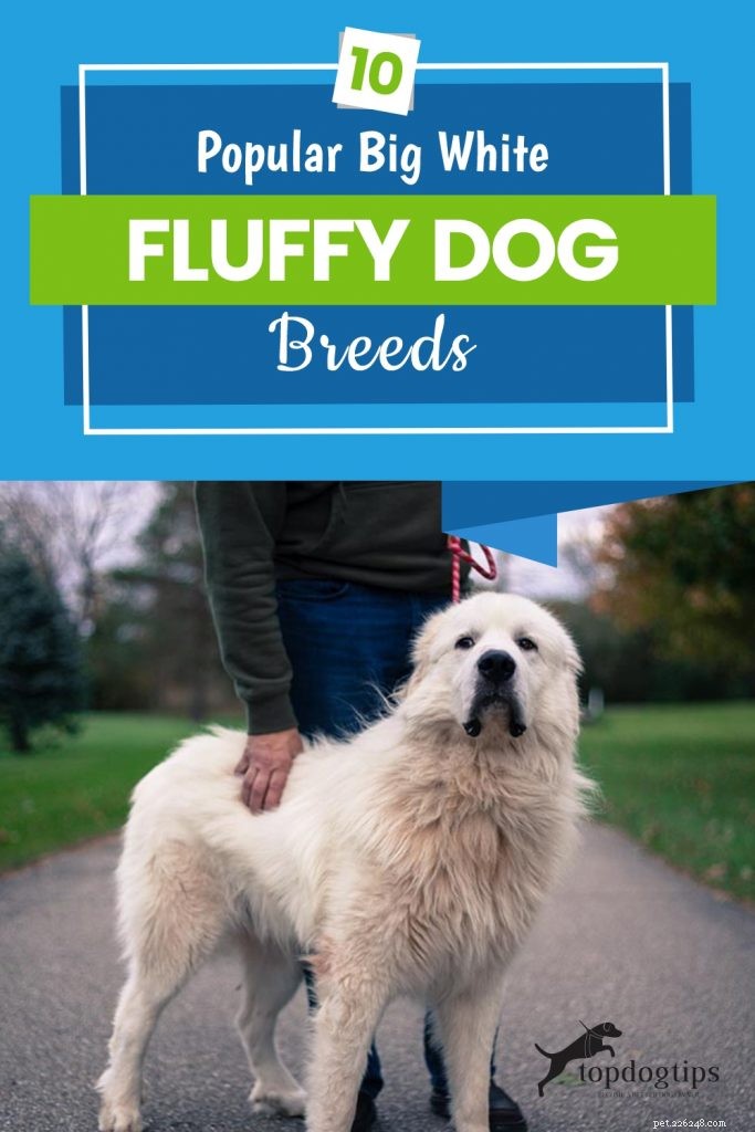 Top 10 Majestic Big White Fluffy Dog Breeds