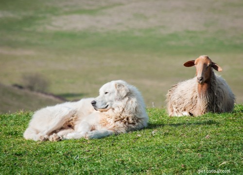 Top 10 Majestic Big White Fluffy Dog Breeds