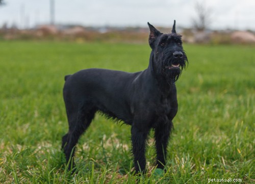 Top 9 Black Dog Breeds: Elegance, Personality, and Adoption Insights