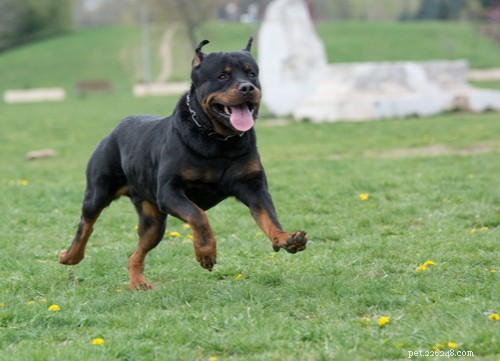 Top 9 Black Dog Breeds: Elegance, Personality, and Adoption Insights