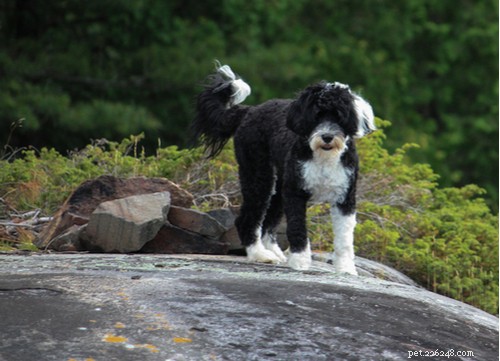 Top 9 Black Dog Breeds: Elegance, Personality, and Adoption Insights