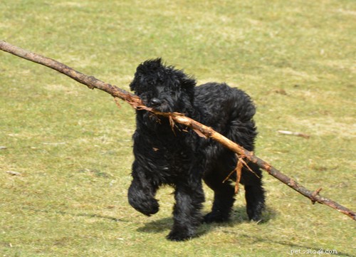 Top 9 Black Dog Breeds: Elegance, Personality, and Adoption Insights