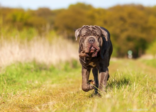 Top 9 Black Dog Breeds: Elegance, Personality, and Adoption Insights