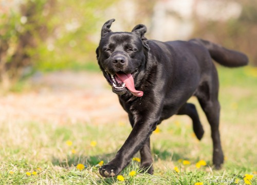 Top 9 Black Dog Breeds: Elegance, Personality, and Adoption Insights