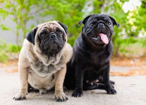 Top 11 Asian Dog Breeds Loved Worldwide