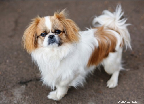 Top 11 Asian Dog Breeds Loved Worldwide