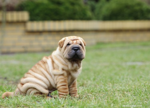Top 11 Asian Dog Breeds Loved Worldwide