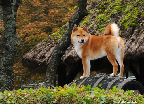 Top 11 Asian Dog Breeds Loved Worldwide