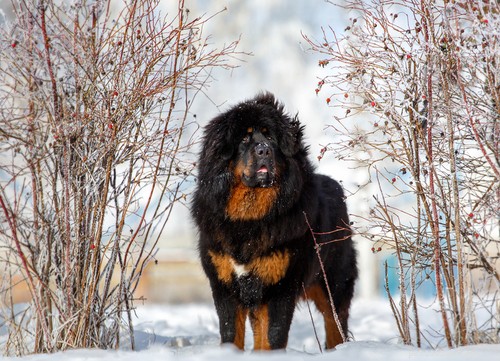 Top 11 Asian Dog Breeds Loved Worldwide