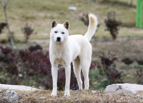 Top 11 Asian Dog Breeds Loved Worldwide