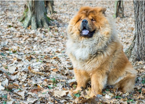Top 11 Asian Dog Breeds Loved Worldwide