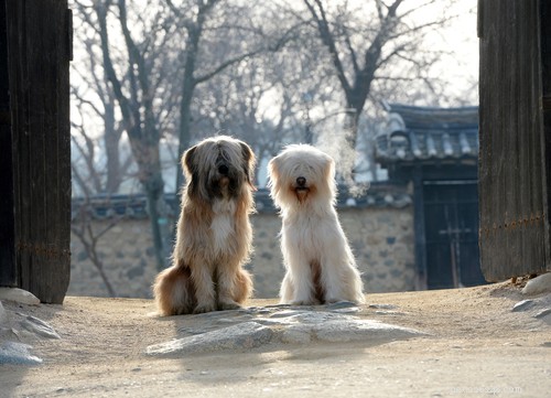 Top 11 Asian Dog Breeds Loved Worldwide