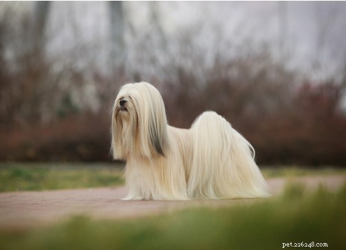 Top 11 Asian Dog Breeds Loved Worldwide