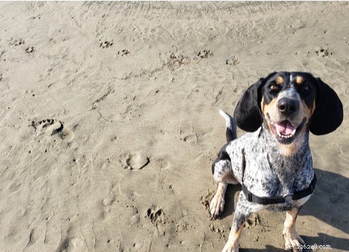 Bluetick Coonhound Guide: Key Traits, Care, and Hunting Potential