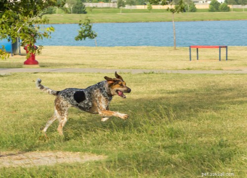 Bluetick Coonhound Guide: Key Traits, Care, and Hunting Potential