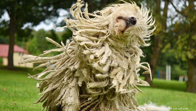 Top 9 Large Dog Breeds That Shed Little to None