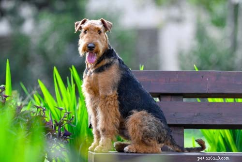 Top 9 Large Dog Breeds That Shed Little to None