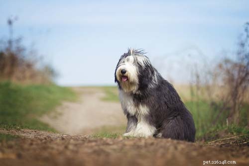 Top 9 Large Dog Breeds That Shed Little to None