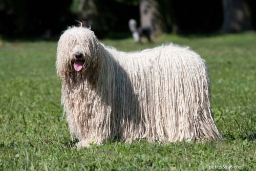 Top 9 Large Dog Breeds That Shed Little to None