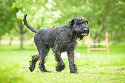 Top 9 Large Dog Breeds That Shed Little to None