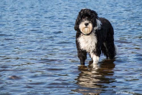 Top 9 Large Dog Breeds That Shed Little to None