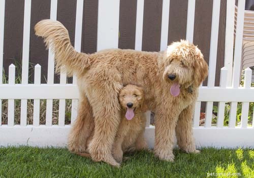 Top 9 Large Dog Breeds That Shed Little to None