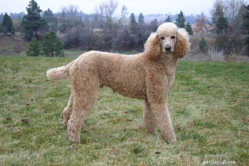 Top 9 Large Dog Breeds That Shed Little to None