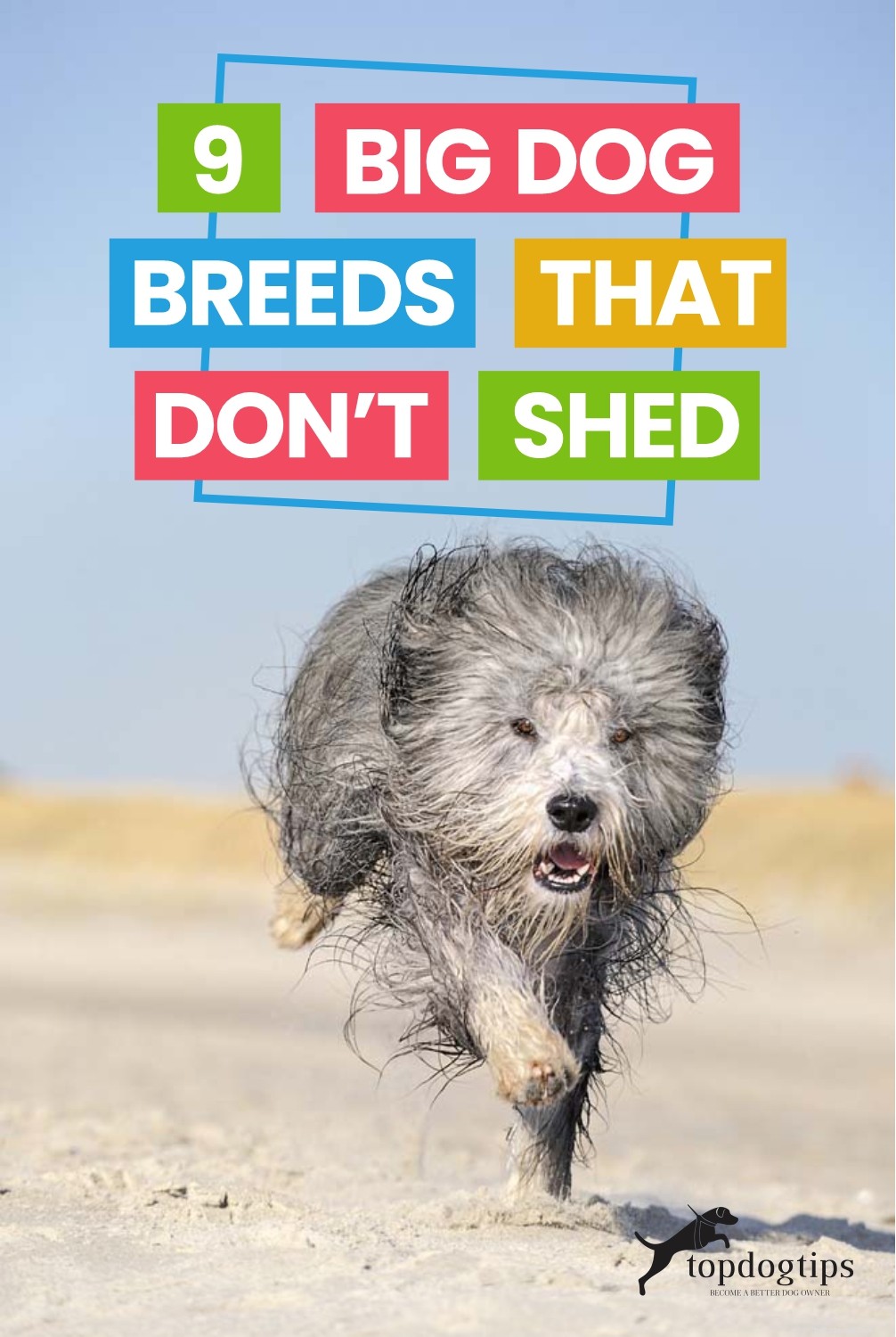 Top 9 Large Dog Breeds That Shed Little to None