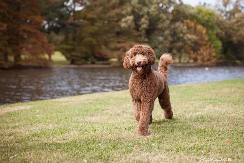 Top 9 Large Dog Breeds That Shed Little to None
