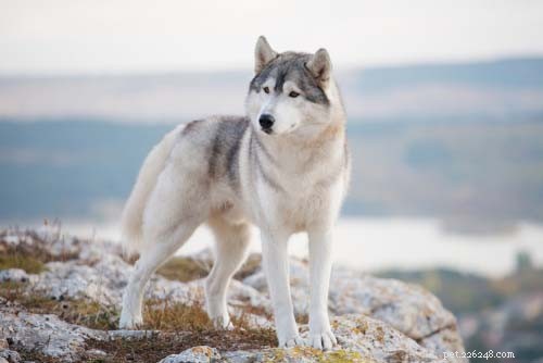 Dog Breeds That Resemble Wolves: A Trusted Guide