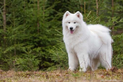 Dog Breeds That Resemble Wolves: A Trusted Guide