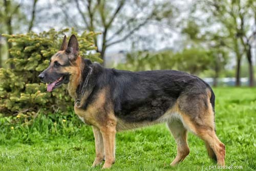 Dog Breeds That Resemble Wolves: A Trusted Guide