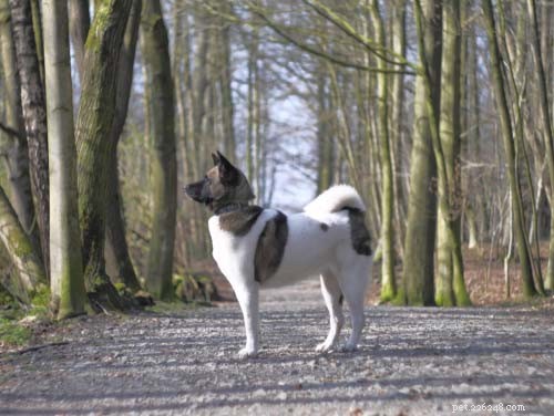 Dog Breeds That Resemble Wolves: A Trusted Guide
