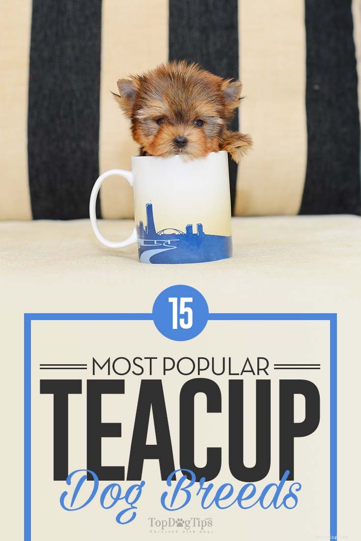 15 Adorable Teacup Dog Breeds That’ll Fit Your Life