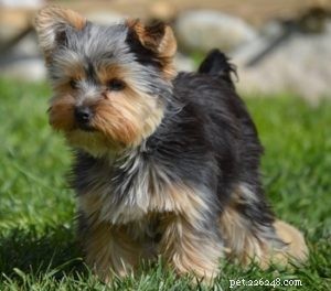 15 Adorable Teacup Dog Breeds That’ll Fit Your Life
