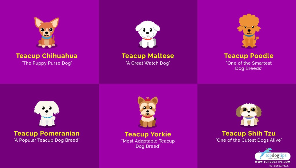 15 Adorable Teacup Dog Breeds That’ll Fit Your Life