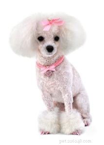 15 Adorable Teacup Dog Breeds That’ll Fit Your Life