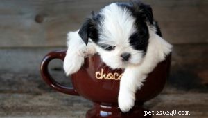 15 Adorable Teacup Dog Breeds That’ll Fit Your Life