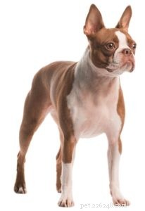 15 Adorable Teacup Dog Breeds That’ll Fit Your Life