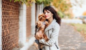 15 Adorable Teacup Dog Breeds That’ll Fit Your Life