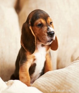15 Adorable Teacup Dog Breeds That’ll Fit Your Life