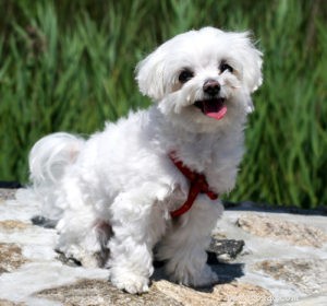 15 Adorable Teacup Dog Breeds That’ll Fit Your Life