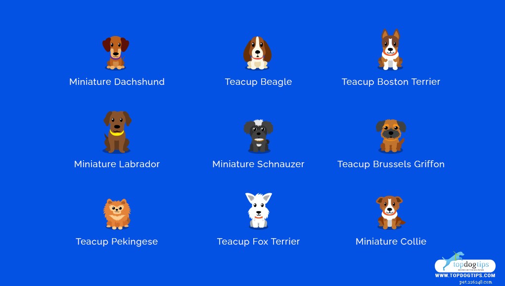15 Adorable Teacup Dog Breeds That’ll Fit Your Life
