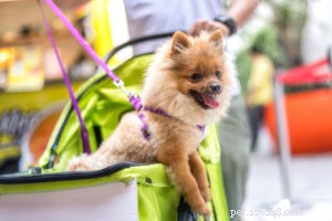 15 Adorable Teacup Dog Breeds That’ll Fit Your Life