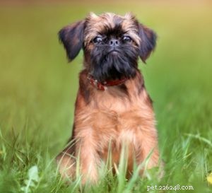 15 Adorable Teacup Dog Breeds That’ll Fit Your Life