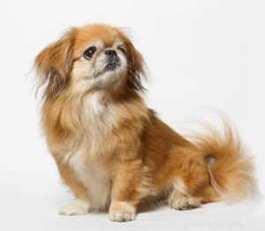 15 Adorable Teacup Dog Breeds That’ll Fit Your Life