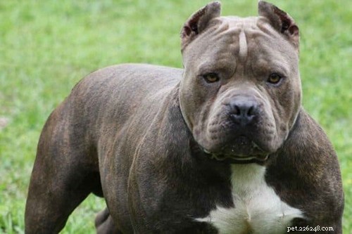 Top 4 Mexican Dog Breeds: History, Traits & Care Guide
