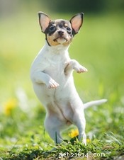 15 Adorable Teacup Dog Breeds That’ll Fit Your Life