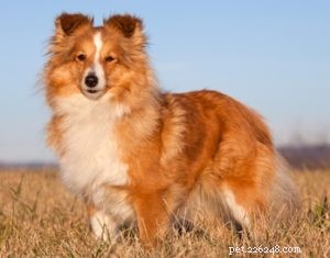 15 Adorable Teacup Dog Breeds That’ll Fit Your Life