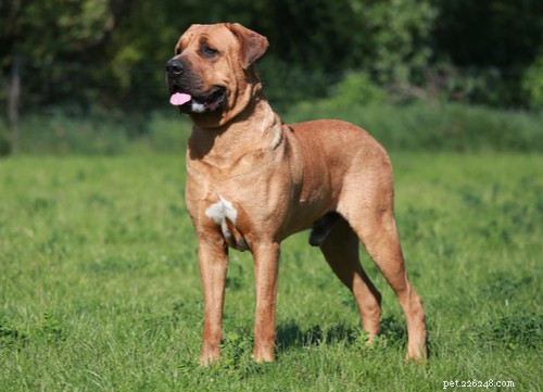 The 4 Most Popular Korean Dog Breeds: History, Traits & Care